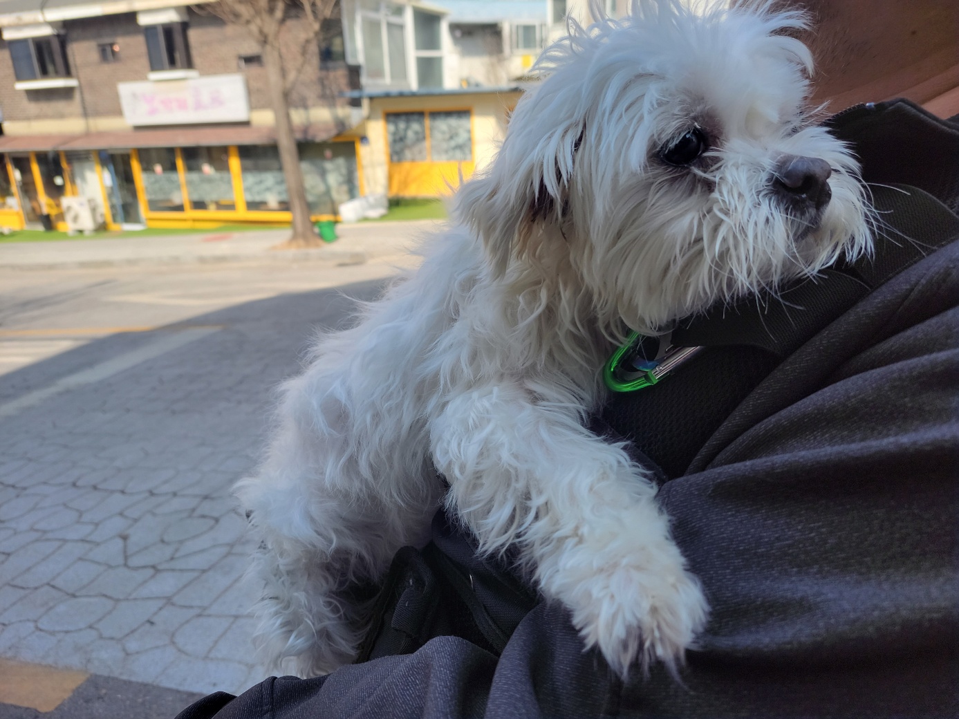 고양시동물보호센터_441394202500428